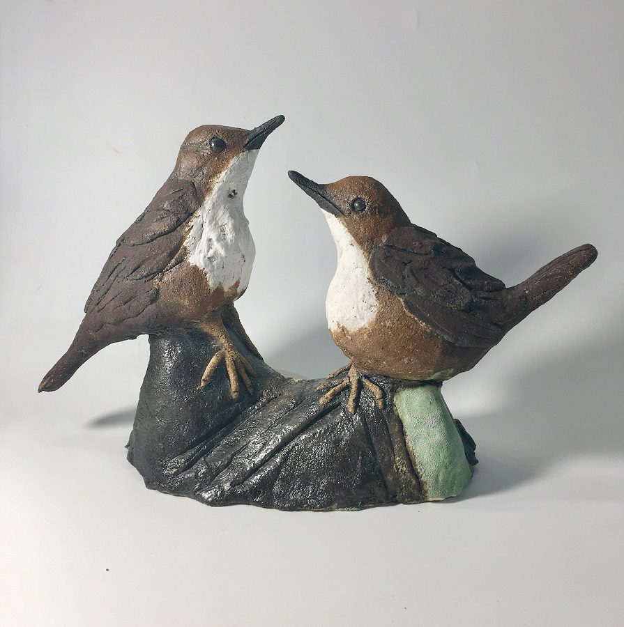Pair of White Throated Dippers Sitting on a Rock