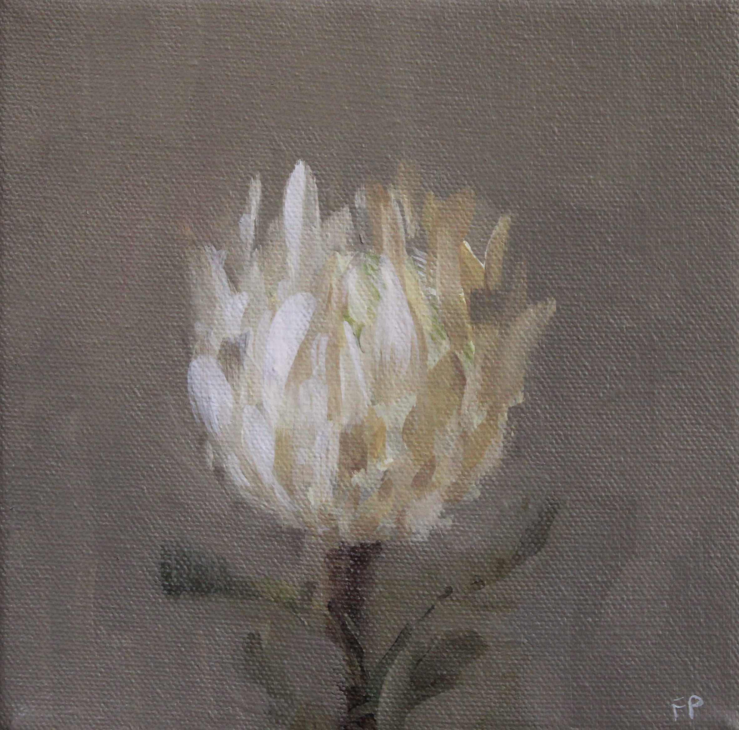 White Protea