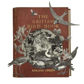 The British Bird Book Alison Stockmarr Scaled The British Bird Book Alison Stockmarr Scaled